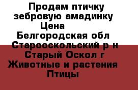 Продам птичку зебровую амадинку › Цена ­ 500 - Белгородская обл., Старооскольский р-н, Старый Оскол г. Животные и растения » Птицы   